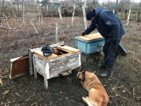 FOTO // Substanțe psihotrope depistate într-un stup de albine